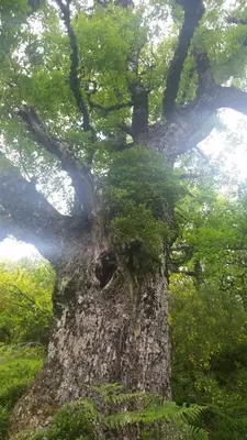 a large tree with green leaves on it at CASA MUNIELLOS in Cangas del Narcea