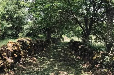 a dirt road with trees and a stone wall at CASA ALBA DE SAN ROMÁN in Ourense
