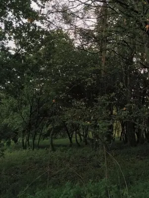 a group of trees in a field with grass at A Quinta Das Maceiras in San Miguel de Castro