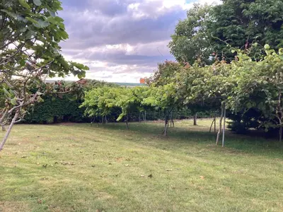 a row of trees lined up in a field at Casa de Pepa en Ribadeo in Ribadeo