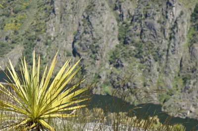 a palm tree in front of a mountain at Casa O Torgal in Parada del Sil