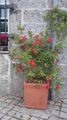 a large pot of red flowers in front of a building at Casa O Torgal in Parada del Sil