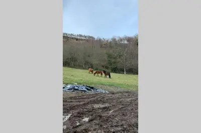 a group of horses grazing in a field at Casa Rural en Valadouro Serra do Xistral Lugo En medio de la Naturaleza in Lagoa