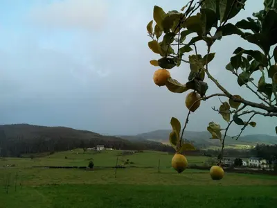 a tree with fruit on it in a field at Casa o Furco in Foz