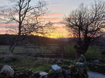 two trees and rocks in a field at sunset at Pensión O Corazón da Ribeira Sacra in La Teijeira