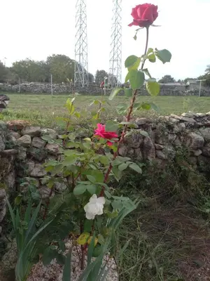 a rose bush in front of a stone wall at Pensión O Corazón da Ribeira Sacra in La Teijeira