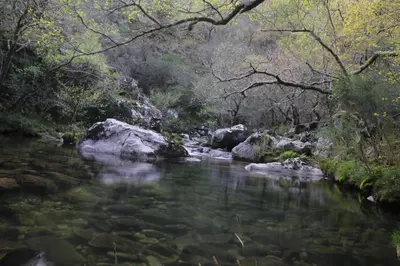 a stream in a forest with rocks and trees at Casa Charo Prexigueiro in Ribadavia