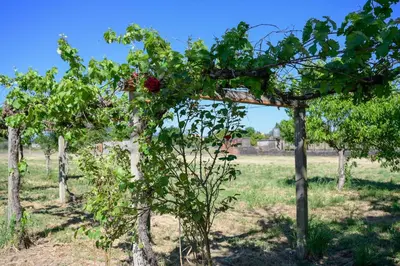 a row of trees in a field at CASA DIEGO in Monforte de Lemos