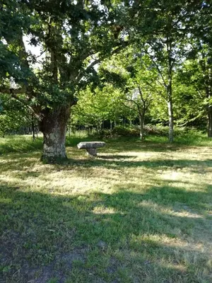 a park with a bench next to a tree at BUELIÑA DA CARBALLEIRA in Teo