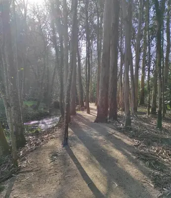 a dirt road through a forest with trees at Atico Cuntis Thermae in Cuntis