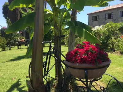a planter filled with red flowers next to a tree at Casa De Cacheiro in Silleda