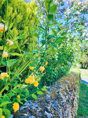 a garden with yellow and purple flowers on a rock at Alojamiento Pena da Osa in Sober