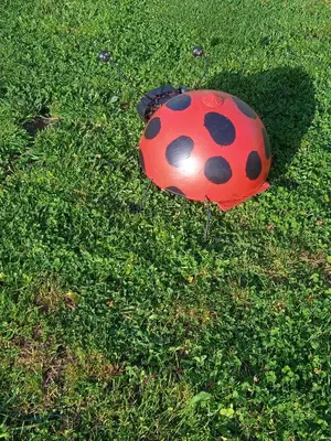 a red and black lady bug in the grass at CAMBOTE Vivienda turìstica in Lugo
