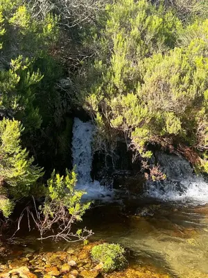 a stream in the middle of a forest with trees at Villa Adilia in Padornelo