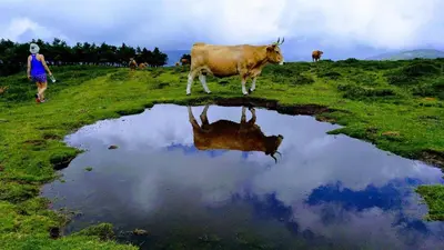 a cow standing next to a puddle of water at Casa Gayón in Pola de Allande