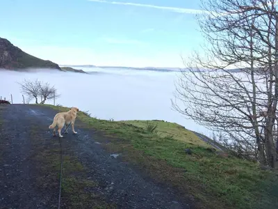 a dog standing on a dirt road next to a body of water at Albergue ESCANLAR in Lugo