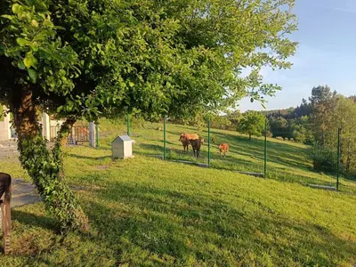 two horses standing in a field behind a fence at CASA ISAURA DE PENA Camino Primitivo in Pacio