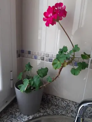 a pink flower in a pot on a counter at Apartamento Puerto de Foz in Foz