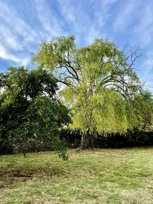 a tree in the middle of a field at A Casa de Pia in Sober