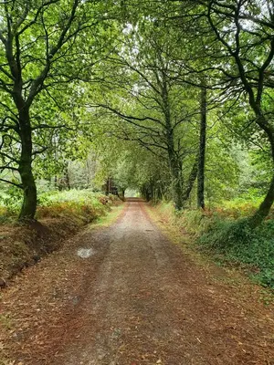 a dirt road in the middle of a forest at Casa Rico de Medín in O Pino
