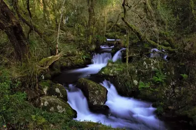 a stream in the middle of a forest at Eirixo in Valga