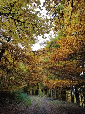 a forest filled with lots of trees with autumn leaves at Prao del Molin in Cangas del Narcea