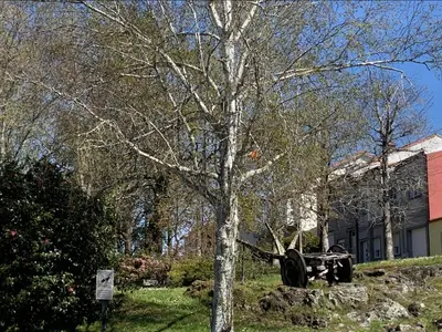 a tree in a yard next to a building at Campo de Estrellas in Santiago de Compostela