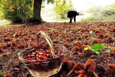 a person standing next to a basket of tomatoes at Casa Honorio in Santa Marina del Sil