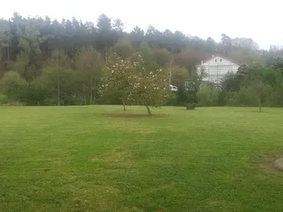 a tree in a field with pink flowers on it at Fonte do Torno in A Coruña