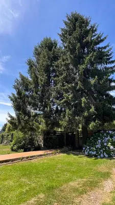 a large pine tree in a park with flowers at CASAPUEBLO Arzúa in Campo