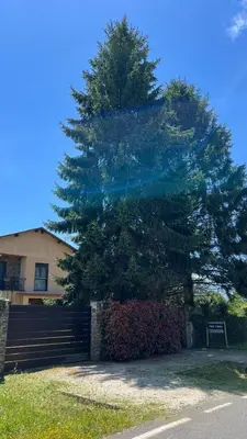 a large pine tree in front of a house at CASAPUEBLO Arzúa in Campo