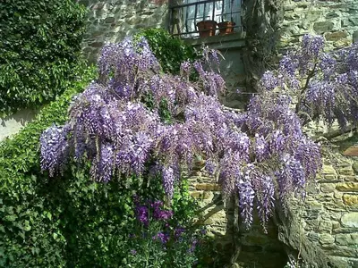 a plant with purple flowers next to a stone wall at Casa do Hiebra Alojamiento Rural Ribeira Sacra in Castroncelos