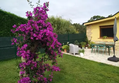 a bunch of purple flowers on a tree in a yard at O Pedregal in Burela de Cabo