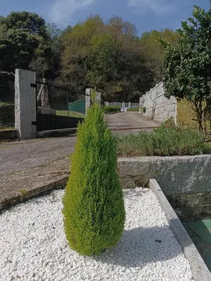 a small bush sitting in the middle of a yard at La Favorita in Pontevedra