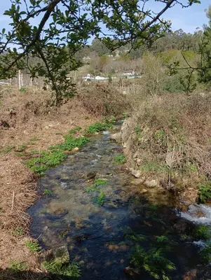a stream of water in a field with a tree at La Favorita in Pontevedra