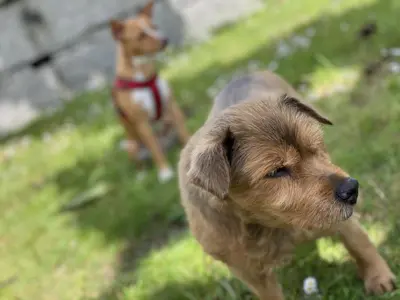 a small brown dog standing in the grass at Casa rural O CARBALLO DA PEDRA in La Cañiza