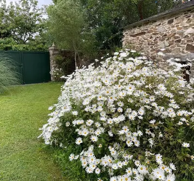 a bunch of white flowers growing next to a brick wall at AT El Manzano - Jardín & BBQ - Los Gayoles Rural in Castropol