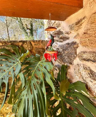 a plant with red flowers next to a stone wall at Casa de piedra, A Lameira in A Coruña