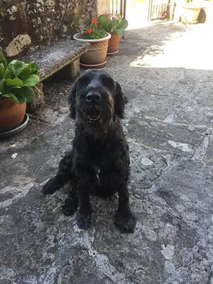 a black dog sitting on the ground next to a bench at Casa das Augas Santas in Aguas Santas