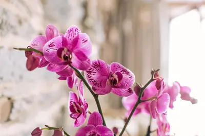 a bunch of pink orchid flowers in a vase at casa boral in Doade