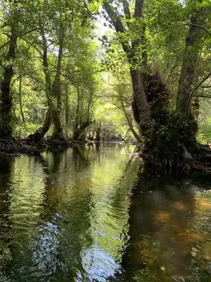 a river with trees on the side of it at La Casa Verde de Sanabria de 3 habitaciones y 2 baños in Cerdillo