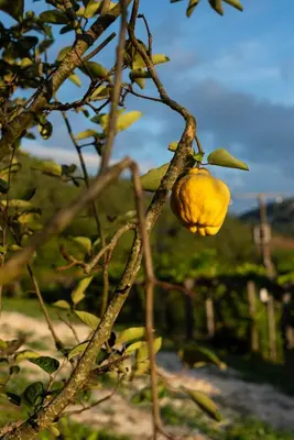 a tree with a yellow fruit on a branch at Hotel Donas e Cabaleiros in Pousada
