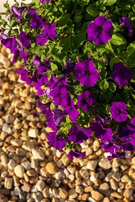 a bunch of purple flowers in a pot on rocks at Hotel Donas e Cabaleiros in Pousada