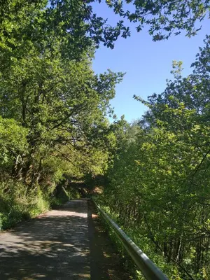 a dirt road with trees on either side at La Posada de Oscos II in Santa Eulalia de Oscos