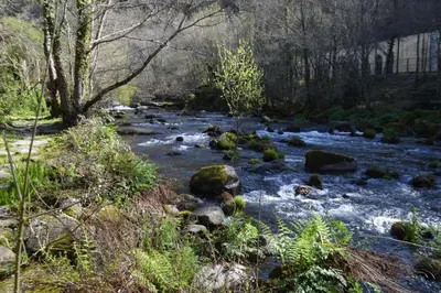 a stream of water with rocks and trees at Las Palmeras in Caldas de Reis