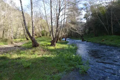 a river with trees on the side of a field at Las Palmeras in Caldas de Reis