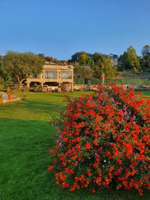 a bush of red flowers with a house in the background at O Balcon Do Oitaven, vuestra finca privada en Galicia in Pontevedra