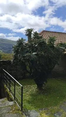 a tree in the grass next to a fence at Rectoral de Prado in Piñeiro