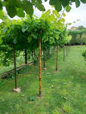 a row of trees in a field of grass at Casetón do Forno. in Lourenzá