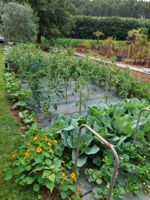 a garden filled with lots of green plants at Casetón do Forno. in Lourenzá